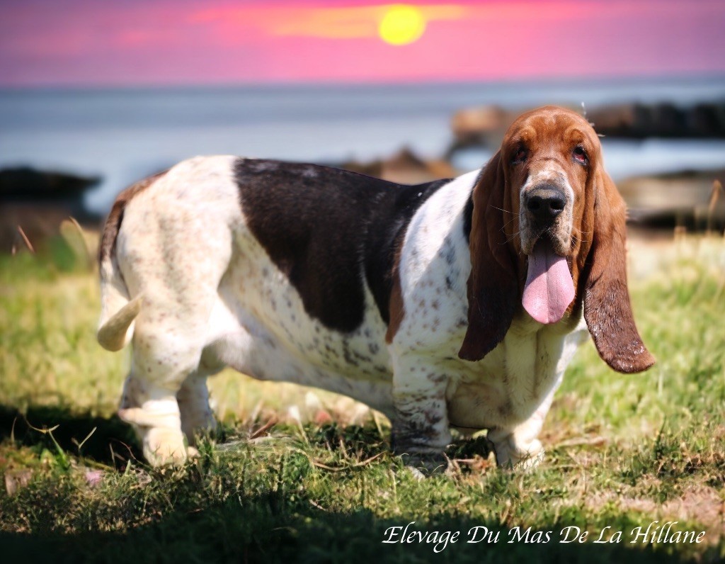 Les Basset Hound de l'affixe Des Echos De Yulia