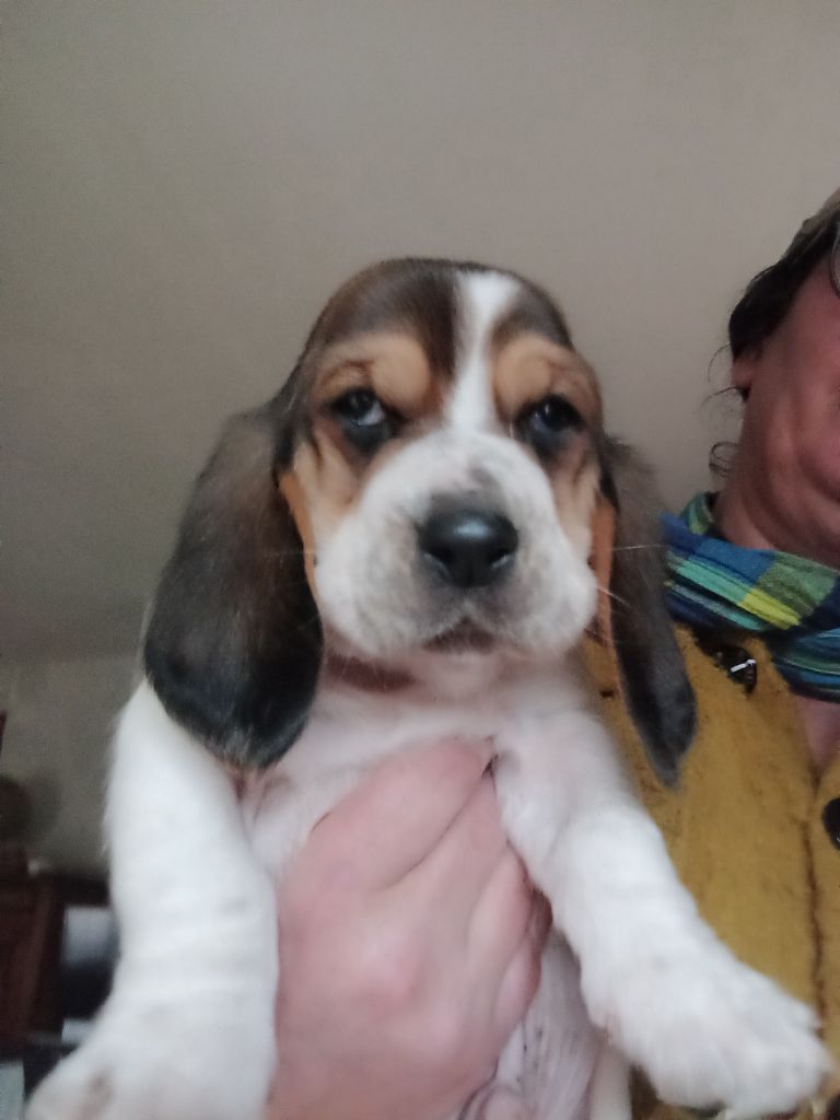 Des Echos De Yulia - Chiot disponible  - Basset Hound