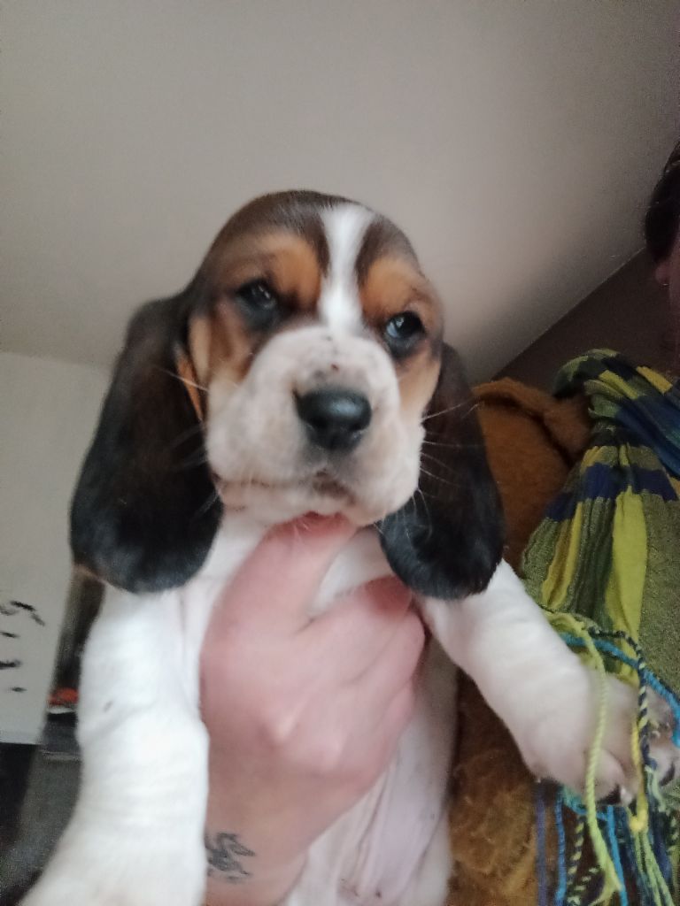 Des Echos De Yulia - Chiot disponible  - Basset Hound