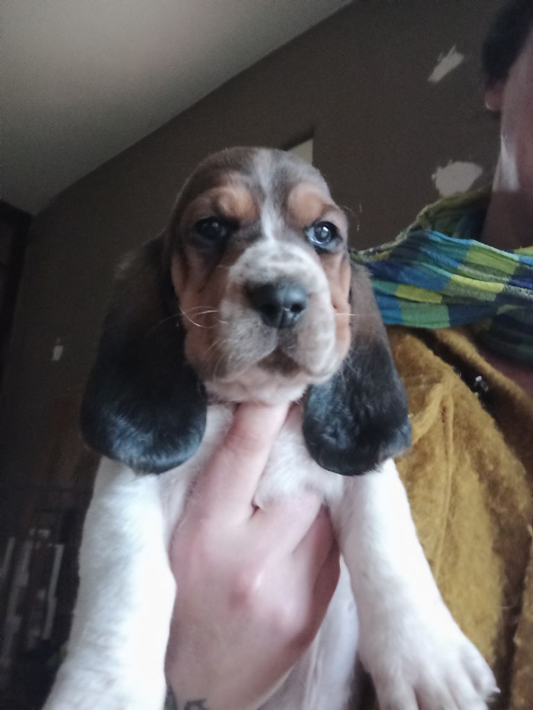 Des Echos De Yulia - Chiot disponible  - Basset Hound