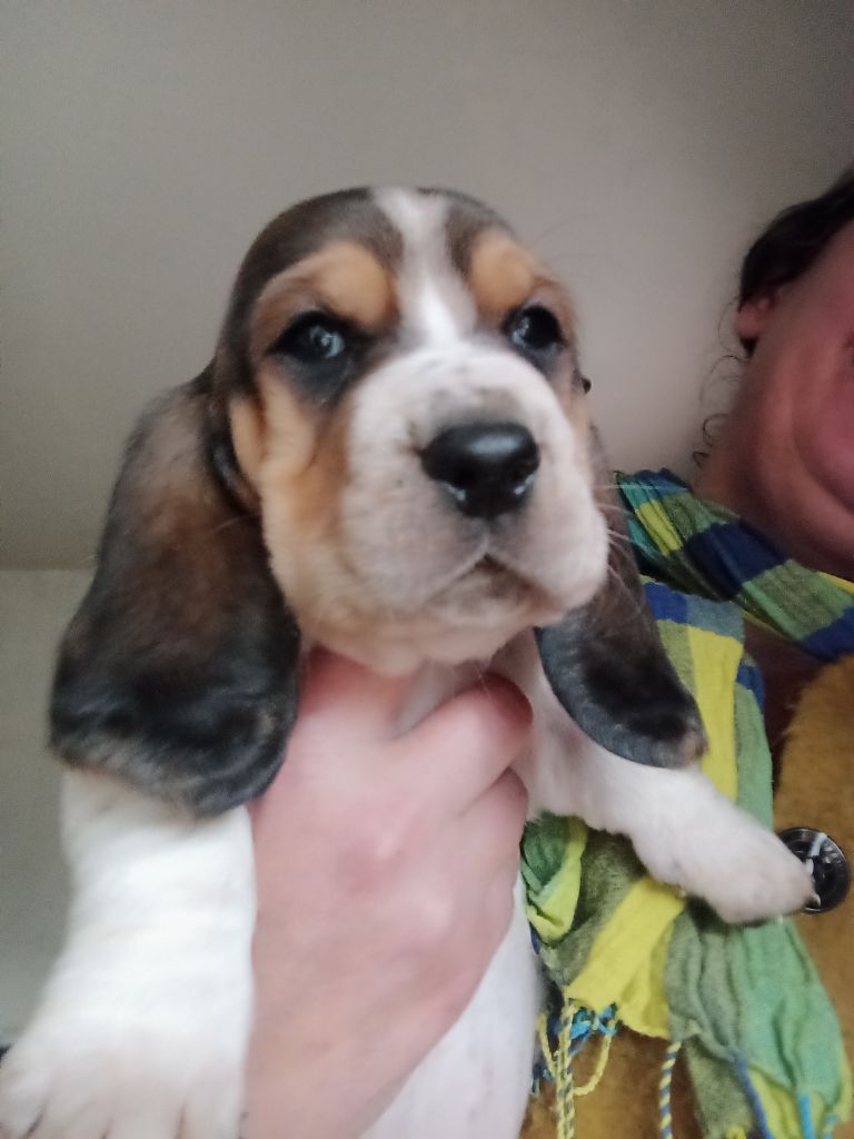 Des Echos De Yulia - Chiot disponible  - Basset Hound