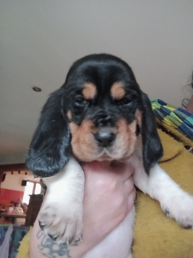 Des Echos De Yulia - Chiot disponible  - Basset Hound