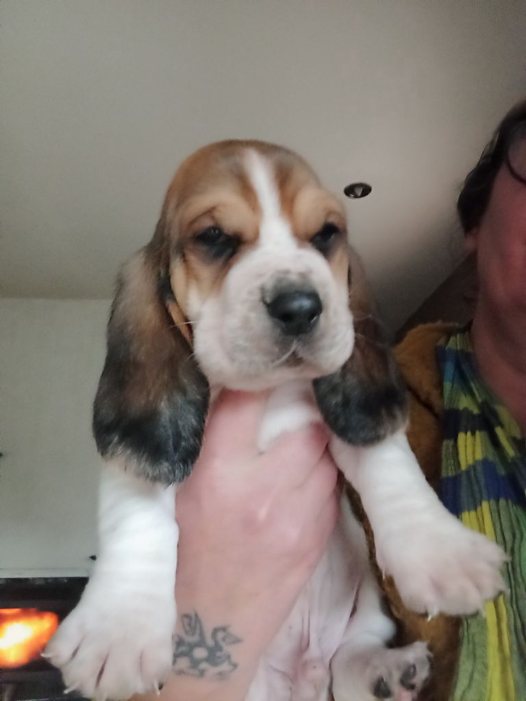 Des Echos De Yulia - Chiot disponible  - Basset Hound