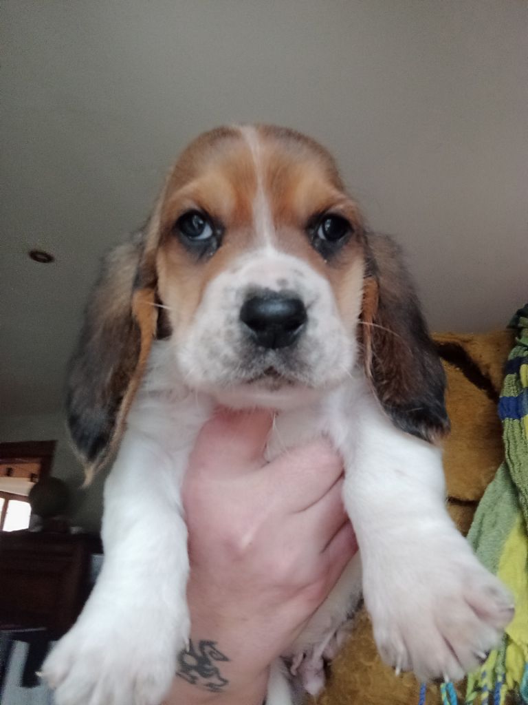 Des Echos De Yulia - Chiot disponible  - Basset Hound