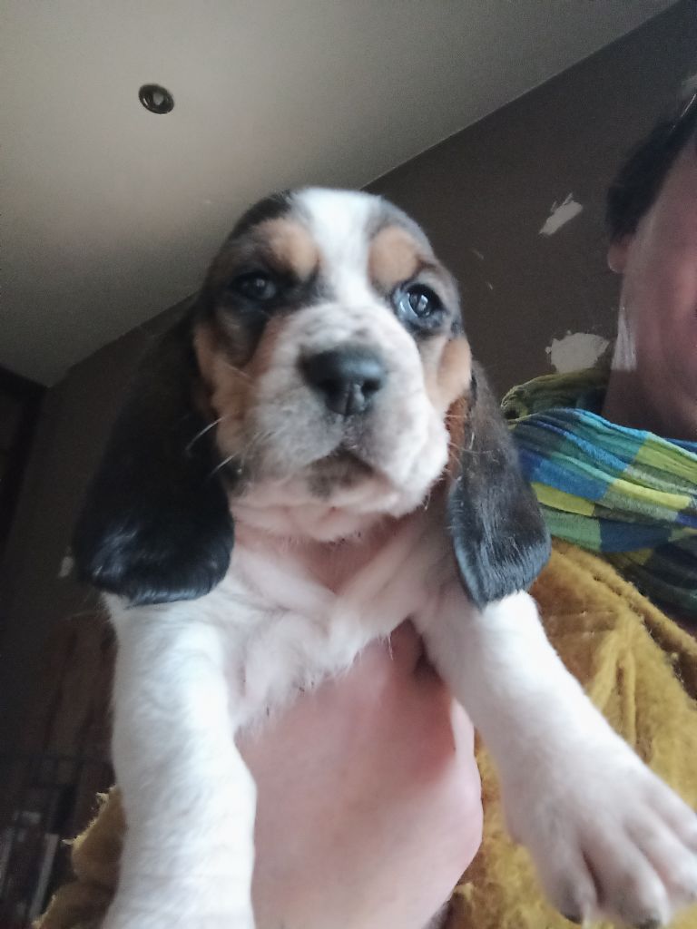 Des Echos De Yulia - Chiot disponible  - Basset Hound