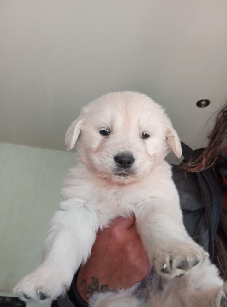 Des Echos De Yulia - Chiots disponibles - Golden Retriever